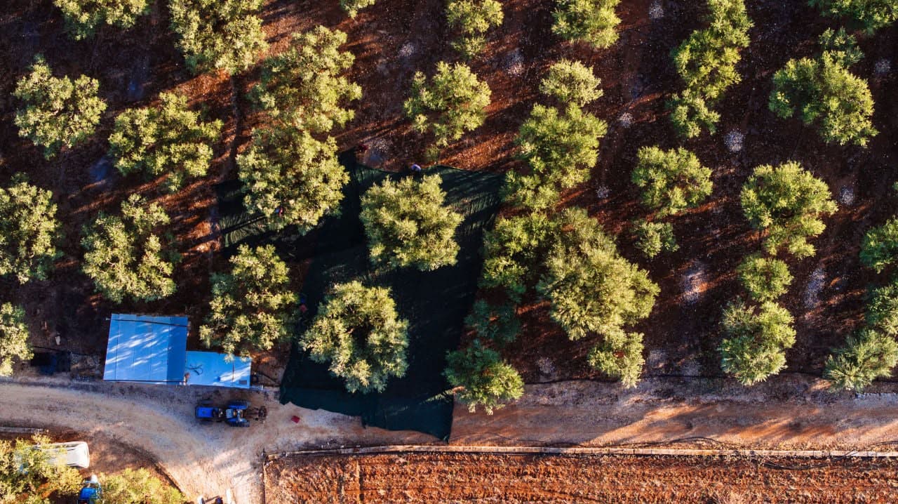 Kalamata Olive Estate illustrative estate imagery