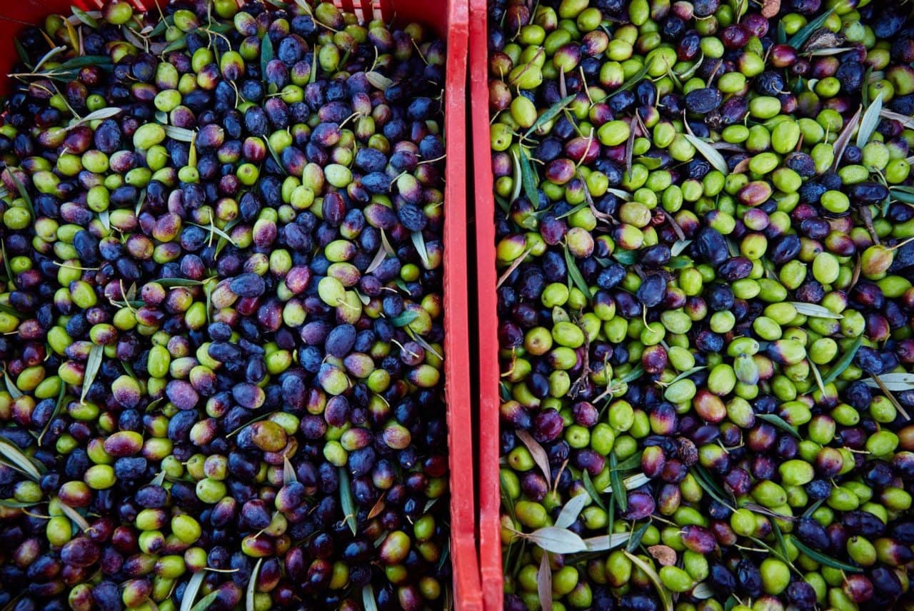 The Mediterranean Harvest: From Grove to Value