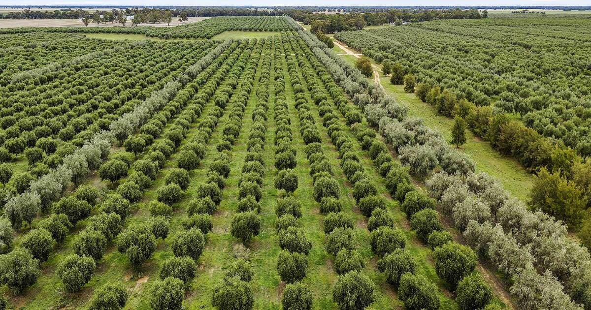 Understanding productive olive estates