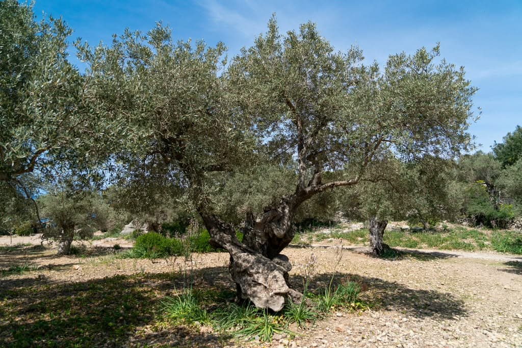 Olive Estates investment category