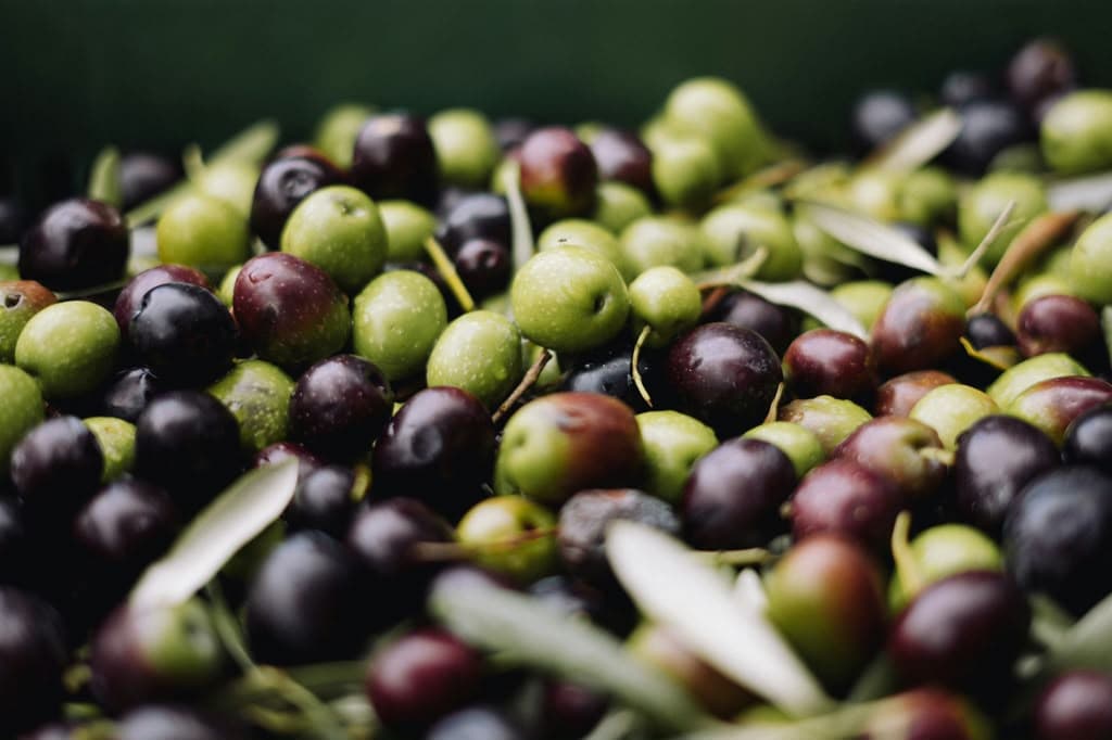 Portuguese olive grove