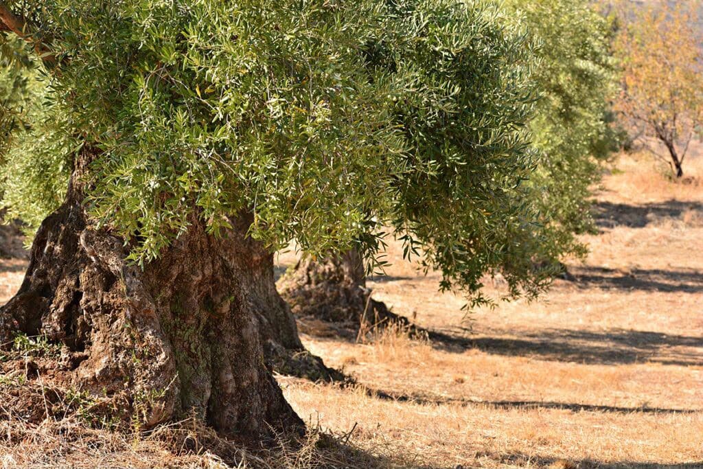 olive grove landscape