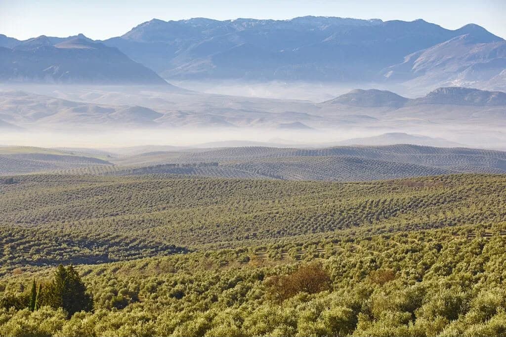Mediterranean olive estate