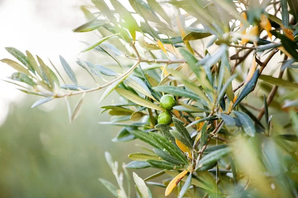 olive trees