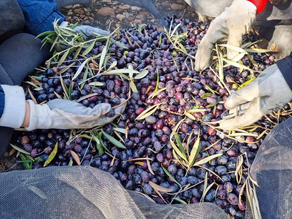 olive-estate operations