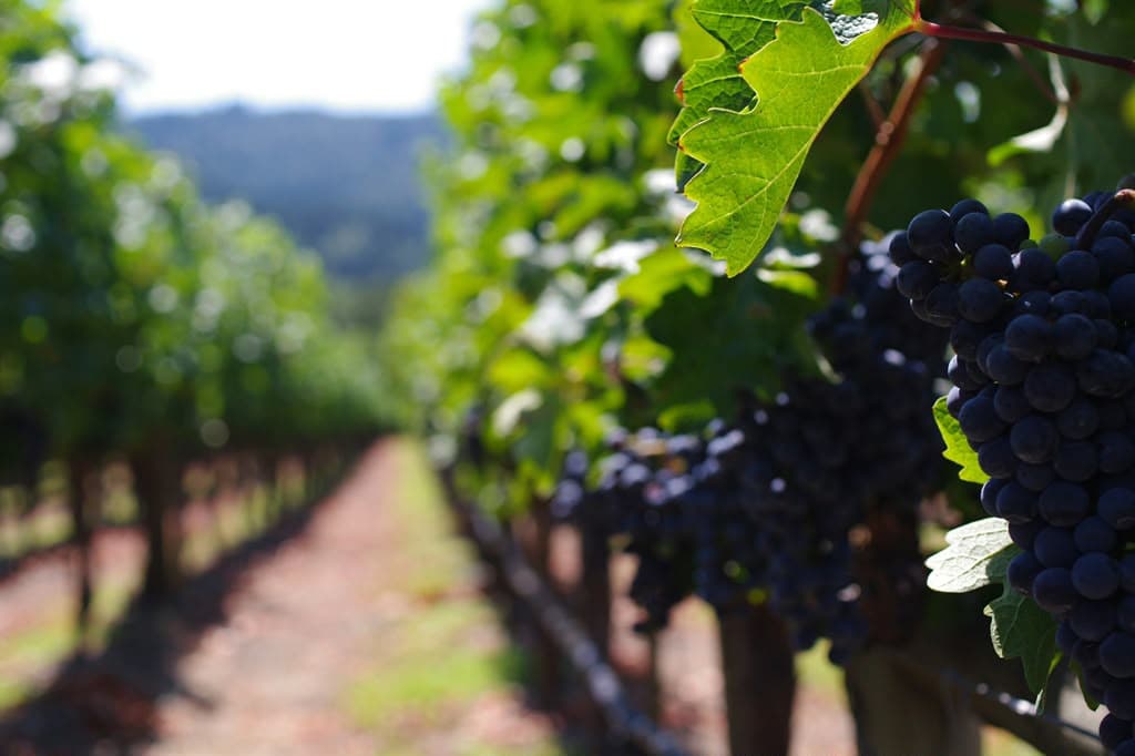 Rioja vineyard