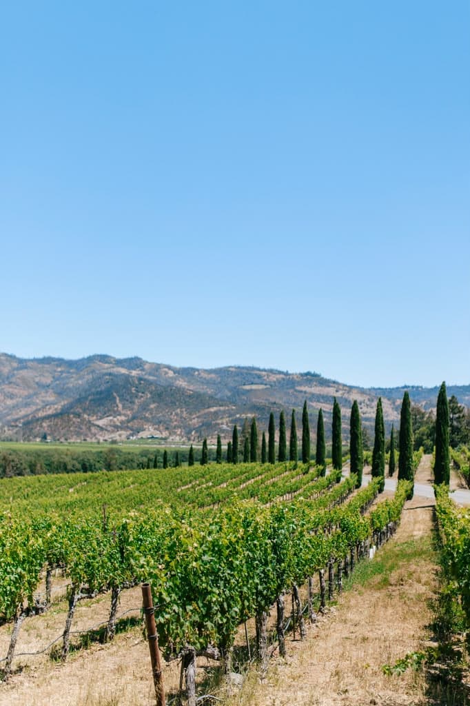 Spanish vineyard development