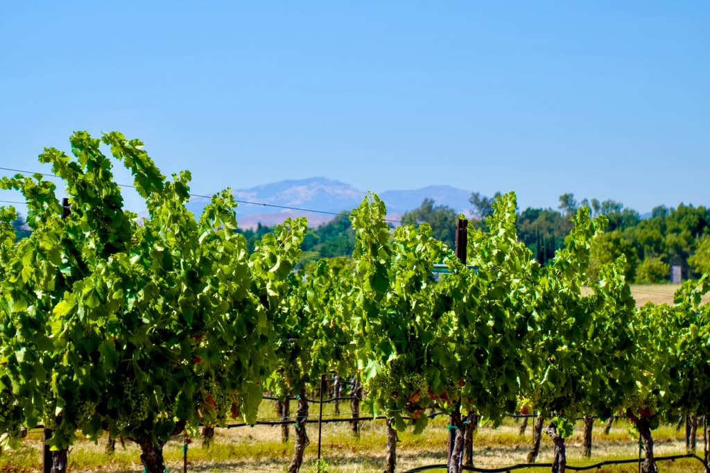 vineyard planting