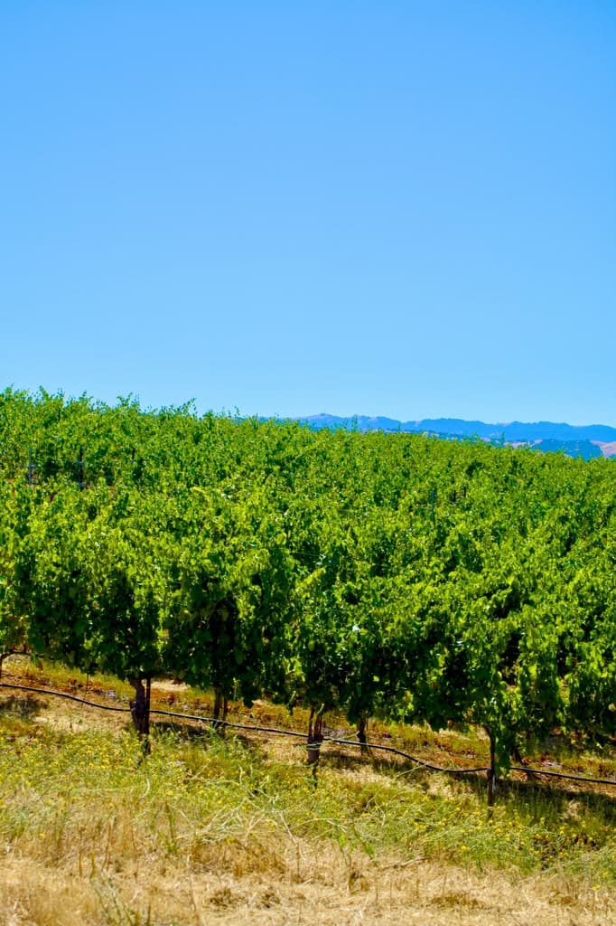 vineyard landscape
