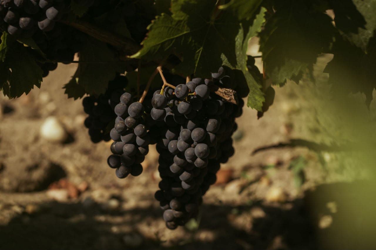 vineyard rows in Tuscany