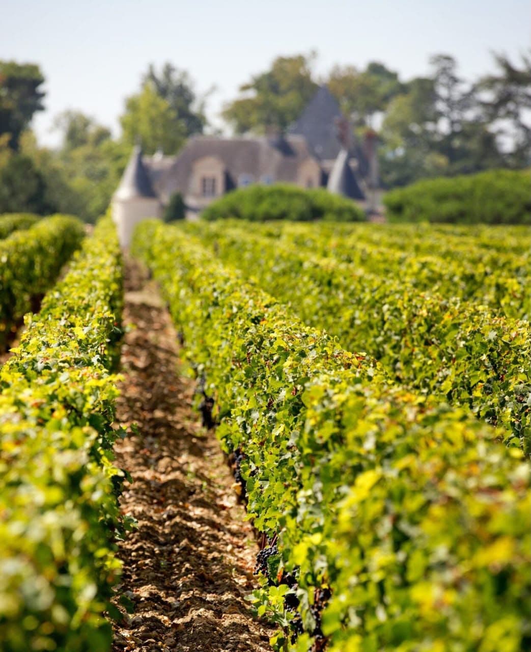 vineyard landscape